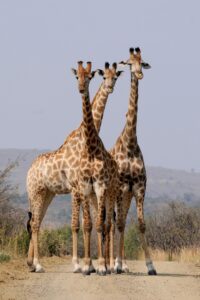Waarom hebben giraffen een lange nek?